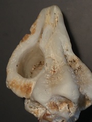 Maxwellia santarosana