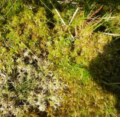 Sphagnum