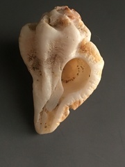 Maxwellia santarosana