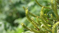 Salix humboldtiana