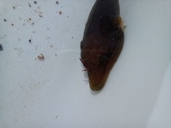 Lepadogaster lepadogaster