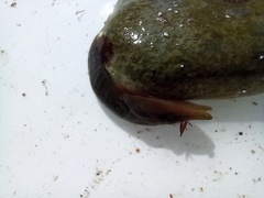 Lepadogaster lepadogaster