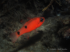 Apogon pseudomaculatus