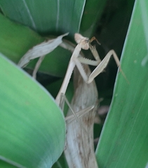 Mantidae