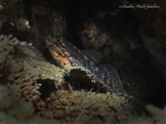 Coryphopterus dicrus