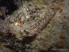 Coryphopterus dicrus