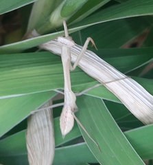 Mantidae