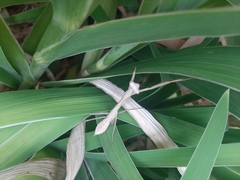 Mantidae