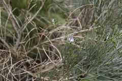 Psoralea congesta