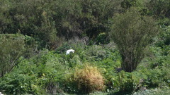 Egretta thula