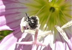 Acmaeodera ornatoides