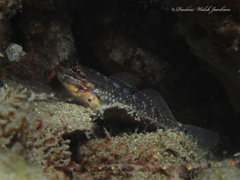 Coryphopterus dicrus