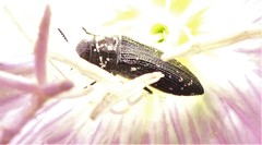 Acmaeodera ornatoides