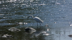 Egretta thula
