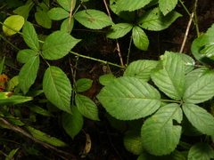 Rubus satis