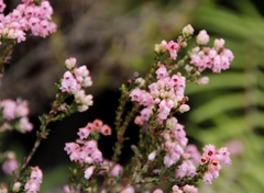 Erica brevifolia