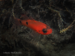 Apogon pseudomaculatus