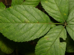 Rubus satis