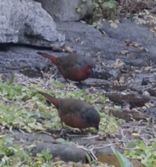 Lagonosticta rubricata