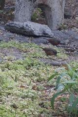 Lagonosticta rubricata