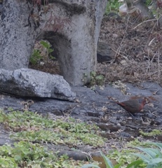 Lagonosticta rubricata