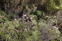 Erica brevifolia