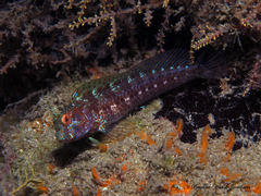 Seaweed Blenny photo 4