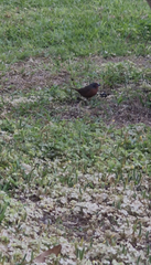 Lagonosticta rubricata