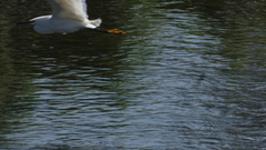Egretta thula