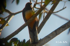 Trogon citreolus