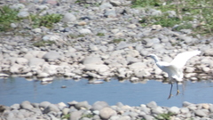 Egretta thula