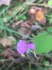 Desmodium canescens