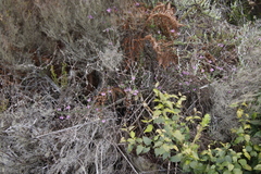 Indigofera filiformis