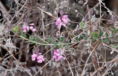Indigofera filiformis
