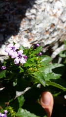 Teedia