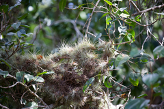 Tillandsia tenuifolia