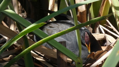 Fulica rufifrons
