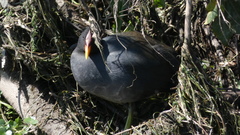 Fulica rufifrons