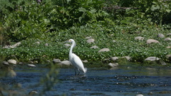 Egretta thula