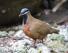 Starnoenas cyanocephala