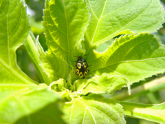 Zygogramma signatipennis
