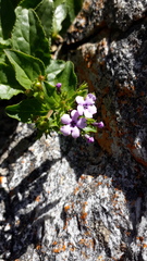 Teedia