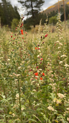 Sphaeralcea grossulariifolia