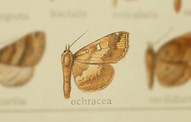 Adrapsa ochracea