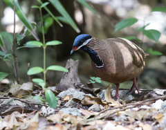 Starnoenas cyanocephala