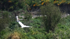Egretta thula