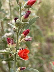Sphaeralcea grossulariifolia