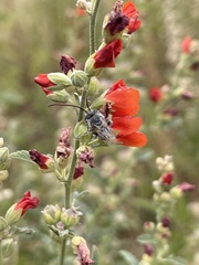 Sphaeralcea grossulariifolia