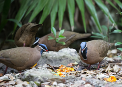 Starnoenas cyanocephala
