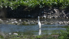 Egretta thula